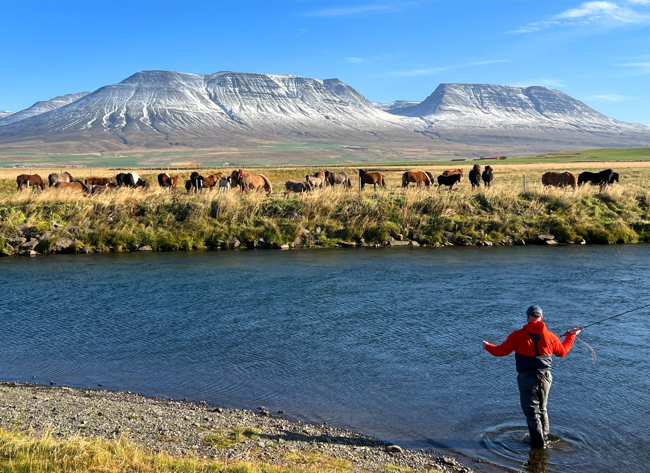 A fly fisher in a river with dozens of wild horses running in a field behind him.