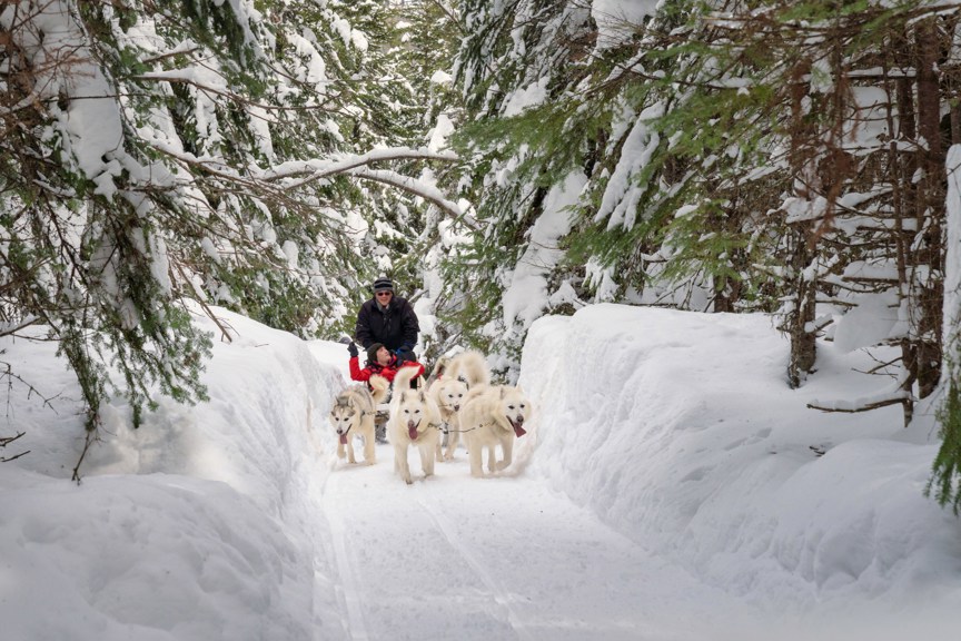 Dog sledding in British Columbia.