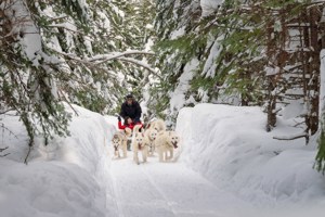 Dog sledding in British Columbia.