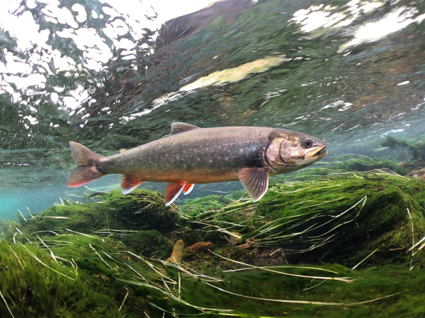 An Artic Char swimming through shallow water.