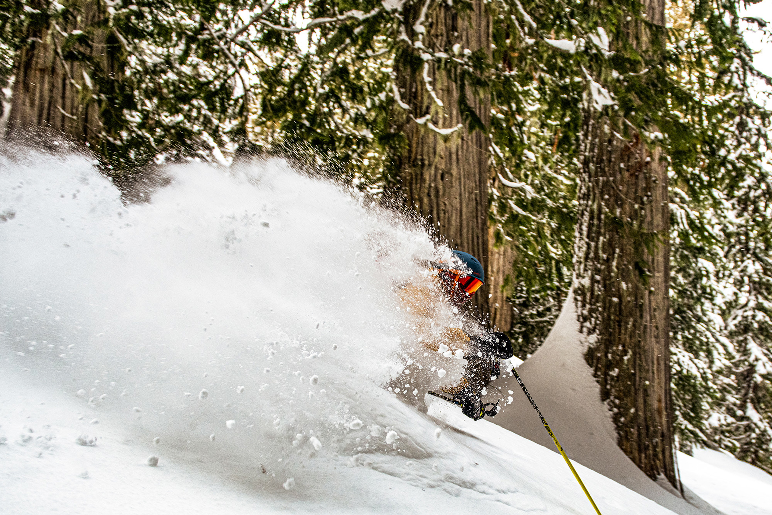 Skier In Revelstoke Trees