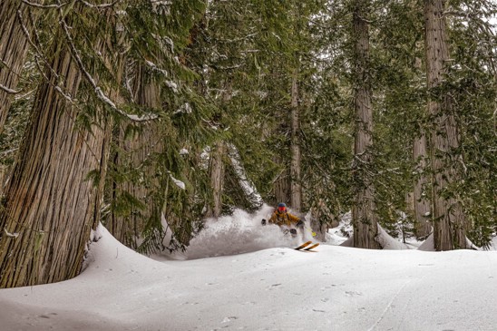 A person skiing between large evergreen trees.