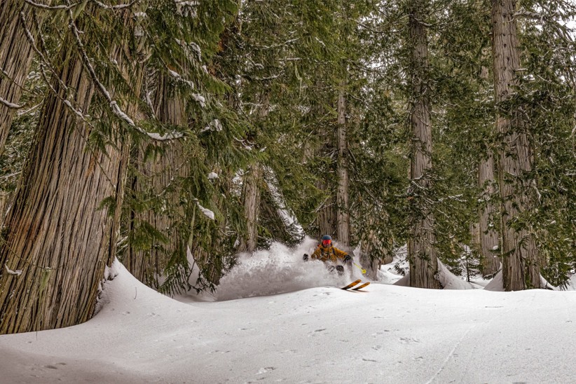 A person skiing between large evergreen trees.