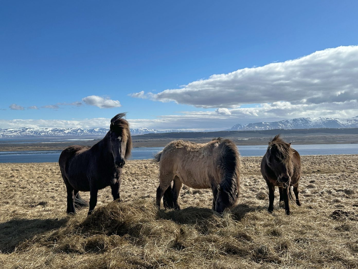 Horses grazing in Iceland.