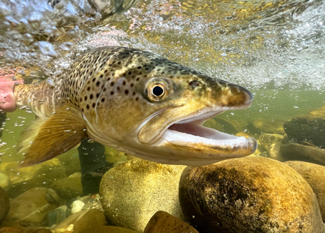 Four Days of Walk and Wade Fishing