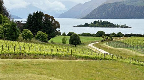 Spend the afternoon at the winery in nearby Wānaka 