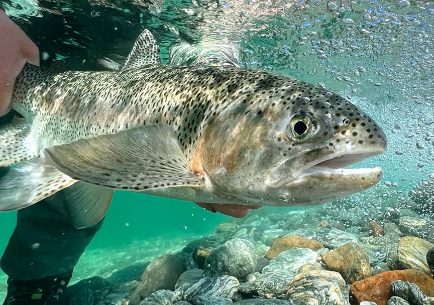 A trout being held under water.