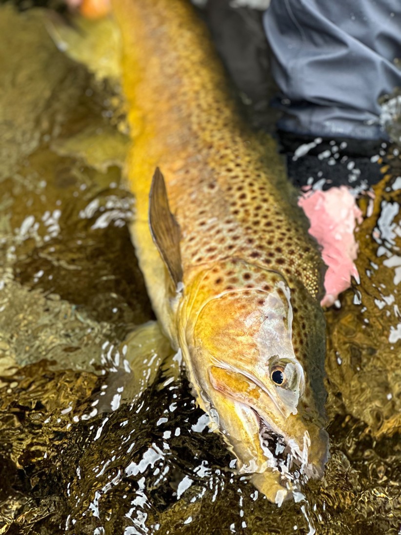 A closeup of a spotted brown trout being held in the water.