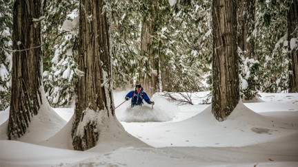 A skier carving through glades in a thick forest.