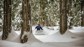 A skier carving through glades in a thick forest.