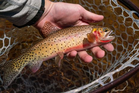 Spend the day fishing alpine lakes