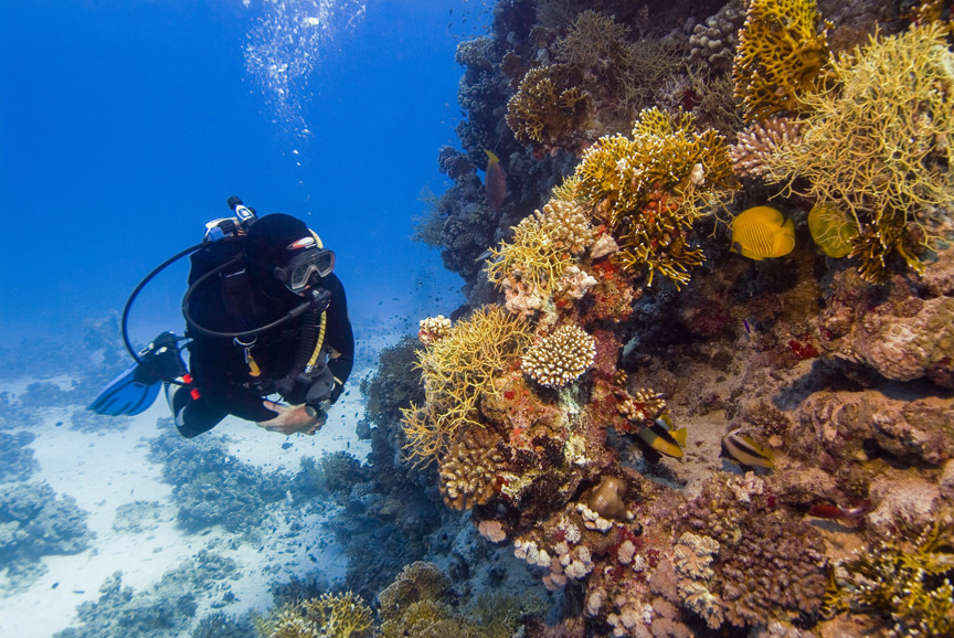 Scuba Diving in the Bahamas