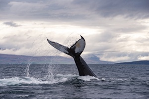 Whale watching in iceland.
