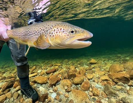 Continue targeting big browns on the stretches that are proving most effective