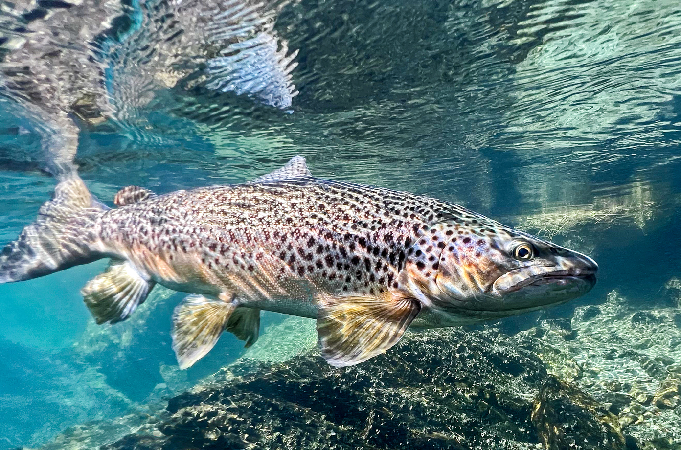 Brown trout in water