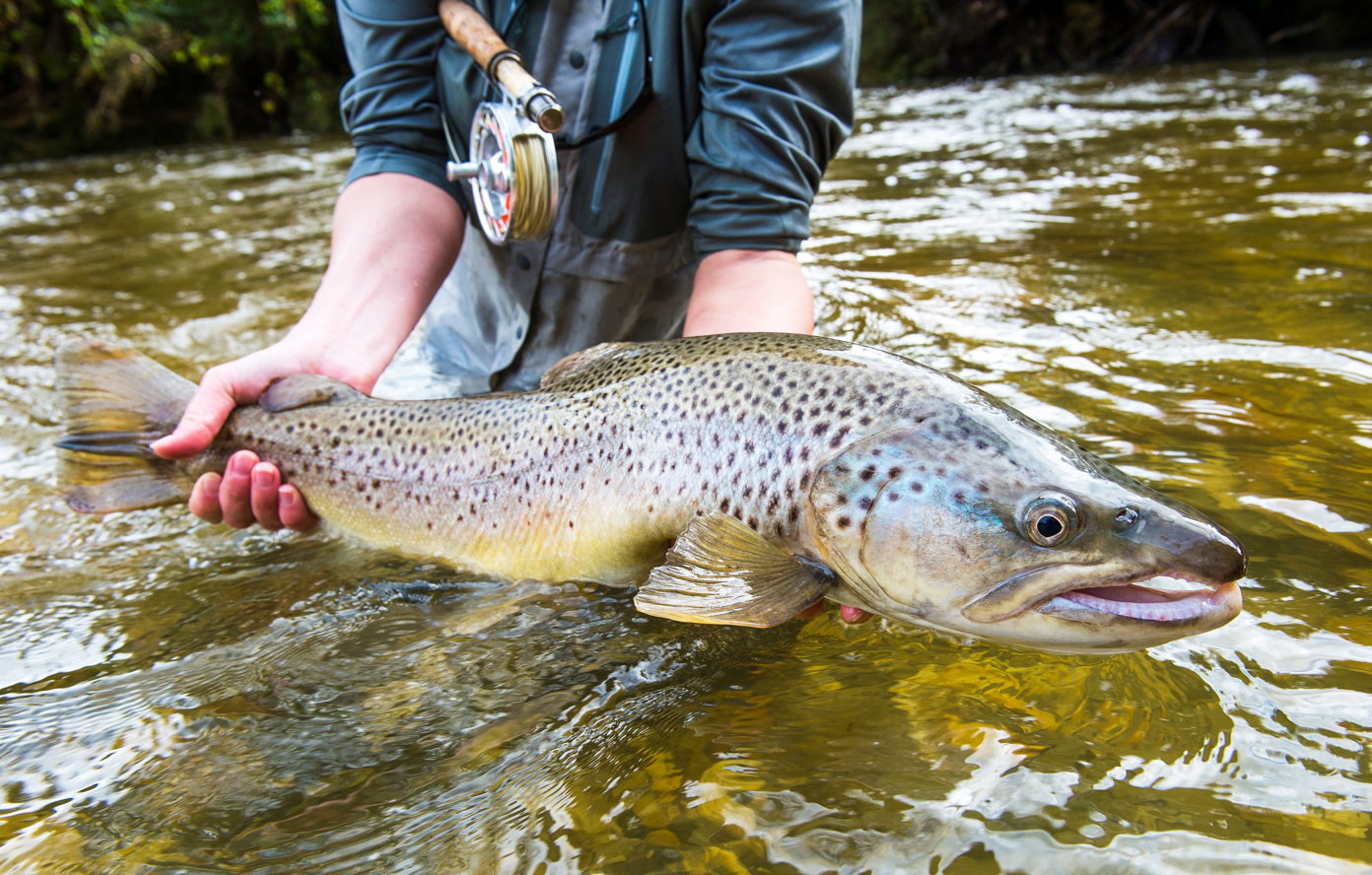 Brown Trout