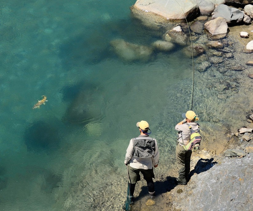AN overhead shot if two people reeling in a brown trout in clear blue water.