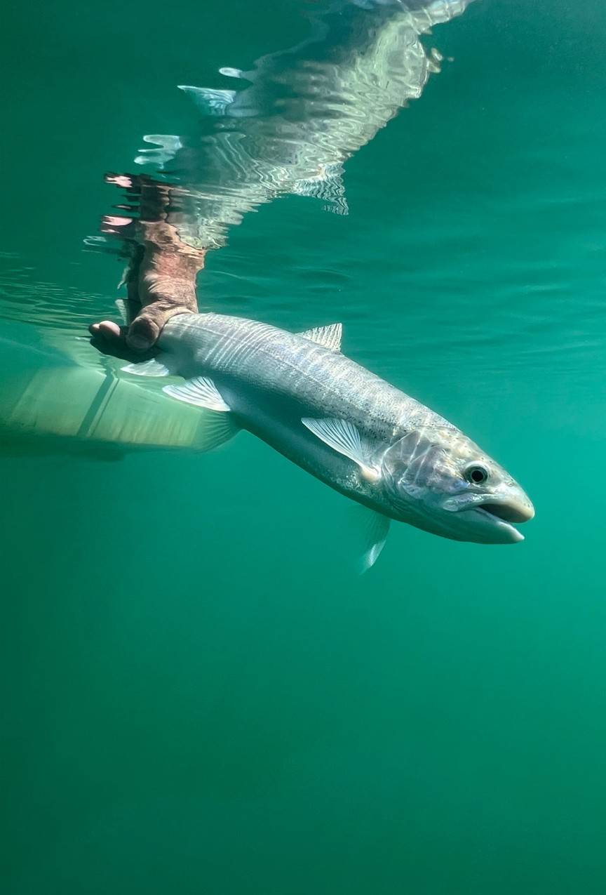 Lake Trout being held by the tail in the water.